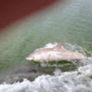 Meet your Posher, Jacqueline